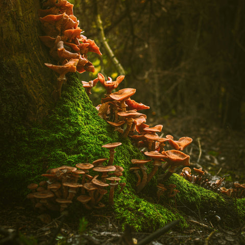Mushrooms in a forest